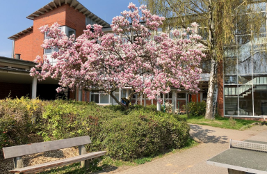 Blühender Magnolienbaum auf dem Schulgelände