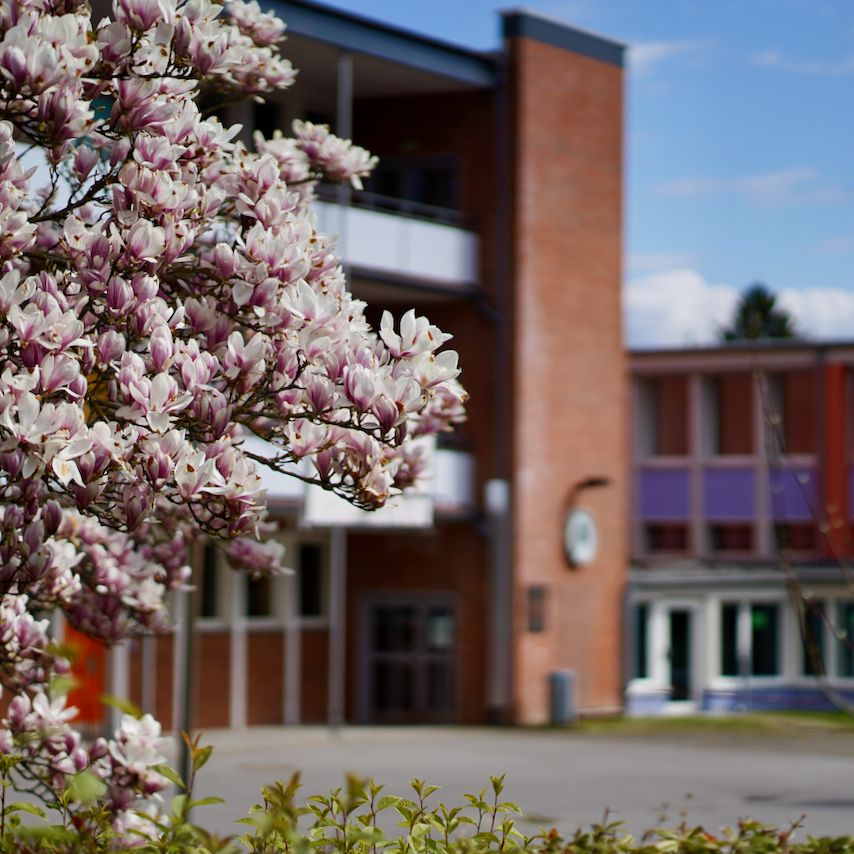 Blick über den Schulhof mit Magnolie