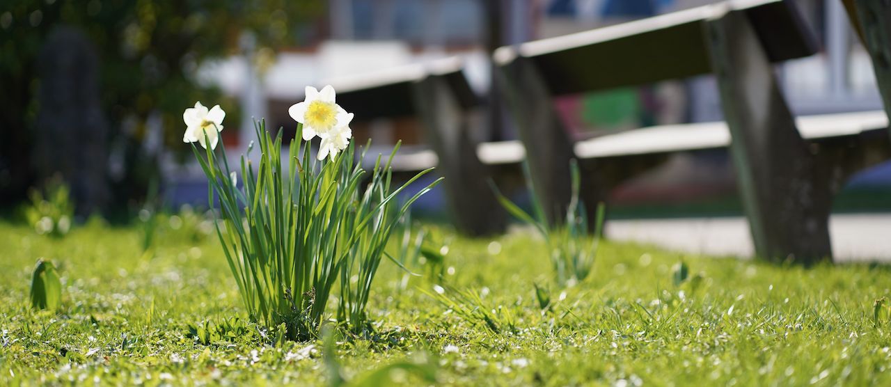 Narzissen auf dem Schulhof